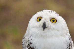 Schneeeule, bei Düsseldorf, Nordrhein-Westfalen, Deutschland, Bubo scandiacus Schneeeule, bei Düsseldorf, Nordrhein-Westfalen, Deutschland, Bubo scandiacus